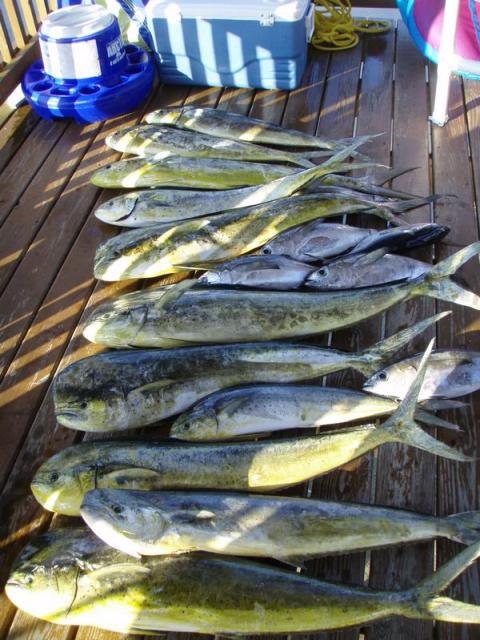 Chase-N-Fins Charters tranquilo charters, fishing in costa rica