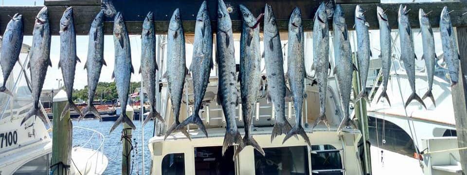Chase-N-Fins Charters tranquilo charters, fishing in costa rica