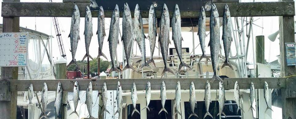 Chase-N-Fins Charters tranquilo charters, fishing in costa rica
