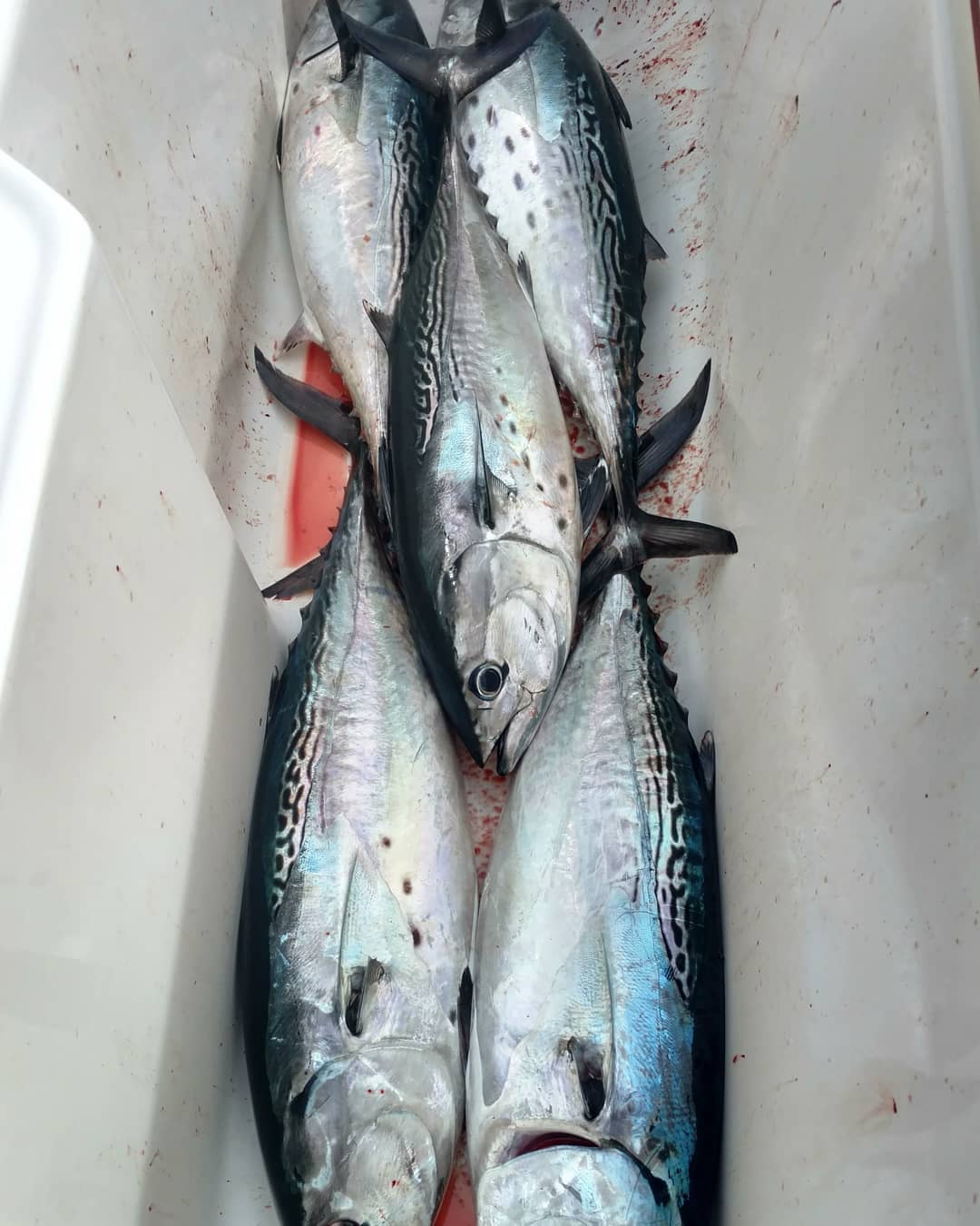 Chase-N-Fins Charters tranquilo charters, fishing in costa rica